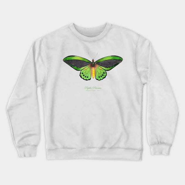 Butterfly - Common Green Birdwing, Priam's Birdwing or Northern Birdwing, Cape York Birdwing aka Papilio Priamus or Ornithoptera Priamus Crewneck Sweatshirt by SPJE Illustration Photography